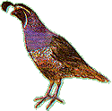 quail graphic