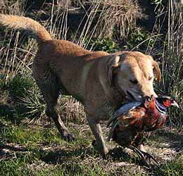 California Hunting, Calhunt