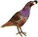 quail graphic